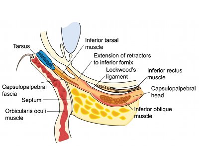Anatomy — step 1 of 4