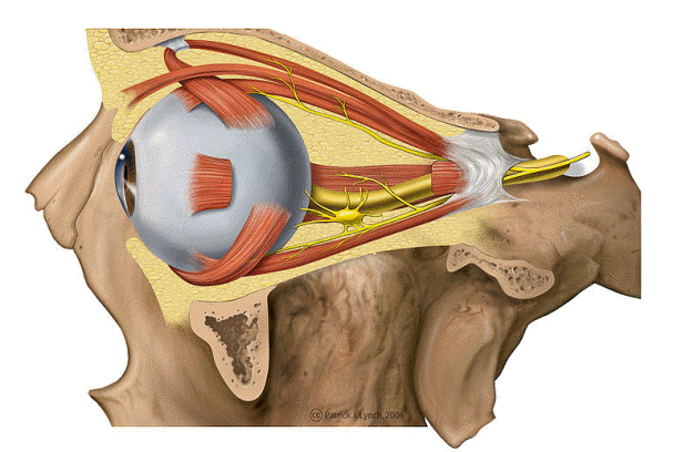 Lateral view of the orbital anatomy showing bony walls