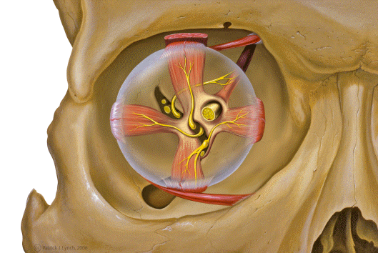 Anterior view of the orbital bones and structures