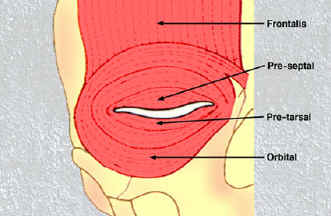 Eyelid anatomy illustration showing layers and structures